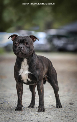 Étalon Staffordshire Bull Terrier - Versus molotov's clan Lalie's Niños