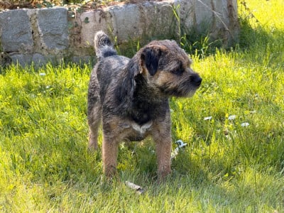 Étalon Border Terrier - Aiga Viva Una pequelette