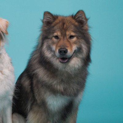 Étalon Eurasier - Tumbia Mya'sun Du Royaume D'ebène