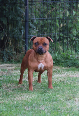 Étalon Staffordshire Bull Terrier - Hot Rever’s Saccaguawia