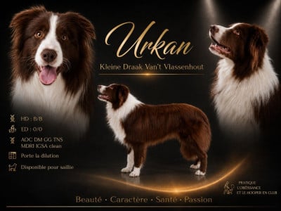 Étalon Border Collie - Urkan kleine draak van't vlassenhout