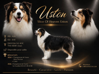 Étalon Border Collie - Slice Of Heaven Uston