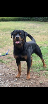 Étalon Rottweiler - Sharko Des Princes De L'albinol