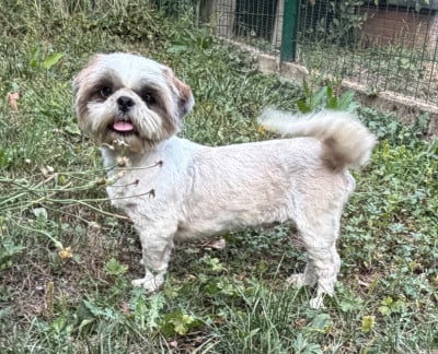 Étalon Shih Tzu - Vegas Du Royaume D'Adès