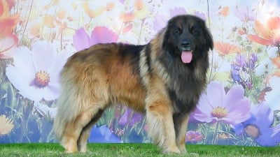 Étalon Leonberger - Khaima's Gamay 2022 - Tereos}