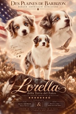 Étalon Berger Américain Miniature  - Lorella mini della terra del falco