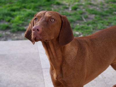 Étalon Braque hongrois à poil court (Vizsla) - She's like the wind du domaine des jeannetoux