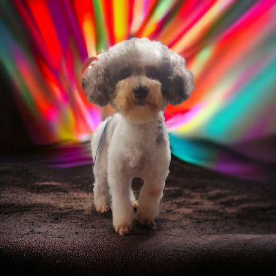 Étalon Chien Particolore à poil frisé - Souricette Des Jours Etoilés