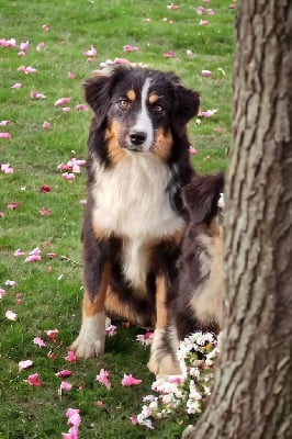 Étalon Berger Américain Miniature - Shine a light for hope Des Merveilles d’Ilona