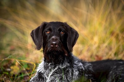 Étalon Chien d'arrêt allemand à poil dur - Ravenne Du Rallye Grande Sologne