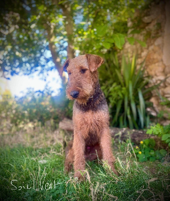 Étalon Airedale Terrier - Lenny vom lorbas
