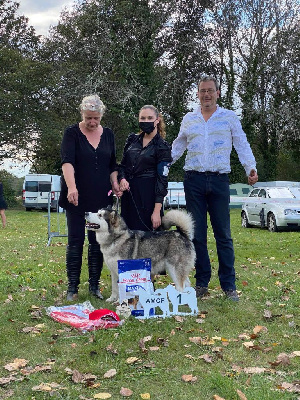 Étalon Alaskan Malamute - CH. Alice lake (Sans Affixe)