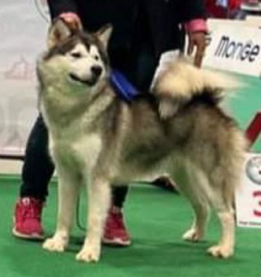 Étalon Alaskan Malamute - Taste of honey of the Nordic Dream