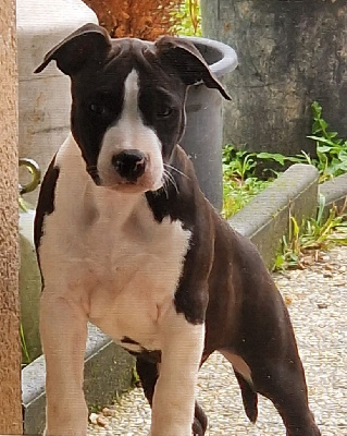 Étalon American Staffordshire Terrier - Vesuna black Panther Of Stafford
