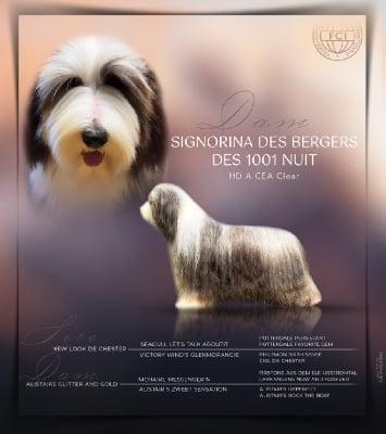 Étalon Bearded Collie - Signorina Des Bergers des Mille et Une Nuit