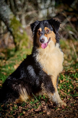 Opal Aussie Rhodesie rhapsody
