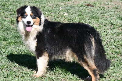 Étalon Berger Australien - Apple (Sans Affixe)