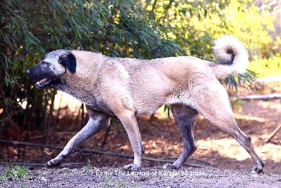 Étalon Berger Kangal - CH. Esme panter The Legend Of Kangal