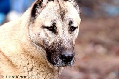 Étalon Berger Kangal - CH. Efsun panter The Legend Of Kangal