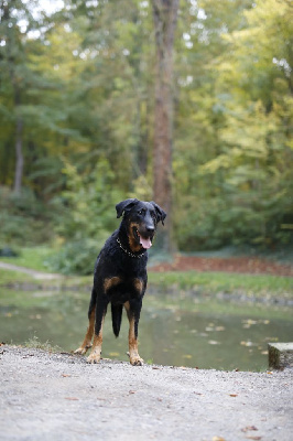 Étalon Berger de Beauce - CH. Juicy de la noe d orient