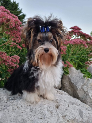 Étalon Biewer Terrier - Nemo klan-biewer rott