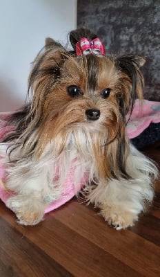 Étalon Biewer Terrier - Sybelle Titre Initial