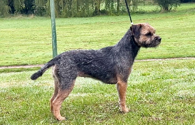 Étalon Border Terrier - Aiga Viva Una pequelette