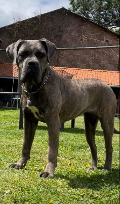 Étalon Cane Corso - Shiva du Royaume de Maia