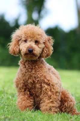 Étalon Caniche - Sanguine du Moulin de la Terrasse