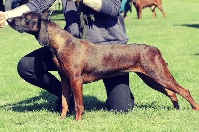 Étalon Chien de recherche au sang du H. bavaroise - Pandora de la coulee des trappeurs