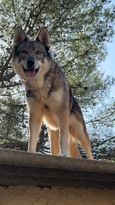Étalon Chien-loup tchecoslovaque - Sentimentale De La Tanière De La Loupiote