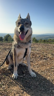 Étalon Chien-loup tchecoslovaque - Shance Du Clan Ragnar