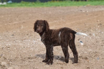 Étalon Epagneul de Pont-Audemer - Vroni Des Lauriers De Barberousse