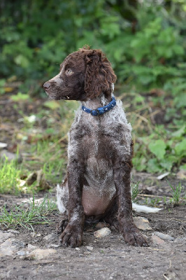 Étalon Epagneul de Pont-Audemer - Vilde hilde Des Lauriers De Barberousse