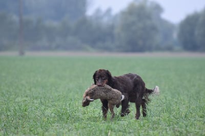 Étalon Epagneul picard - Nuxe De La Ferme De La Cendriere