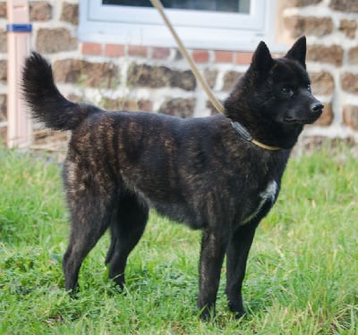 Étalon Kai - Kikumi go fuurinkazan