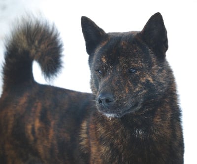 Étalon Kai - nippon ai Uyõ kyuma