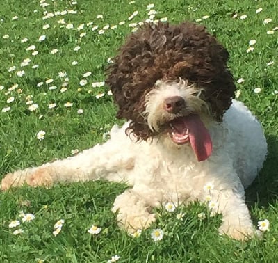 Étalon Lagotto Romagnolo - Perlanera De la forêt des hauts de galgals