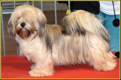 Étalon Lhassa Apso - Volt face pen'marshall Du Royaume D'ebène