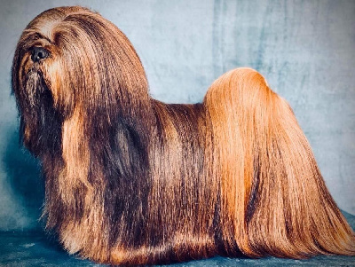 Étalon Lhassa Apso - CH. Phil ma wasabi de Koempfer