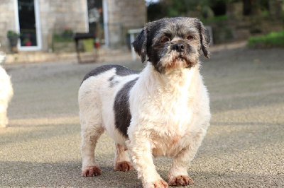 Étalon Lhassa Apso - Radja Der Lenn