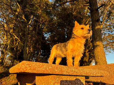 Étalon Norwich Terrier - Uska Des Gardiens De Bonne Foi