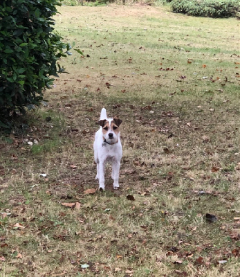 Étalon Parson Russell Terrier - Serenade Du peu de la lebre