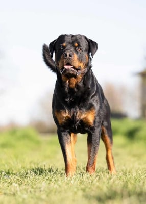 Étalon Rottweiler - Sharko Des Princes De L'albinol