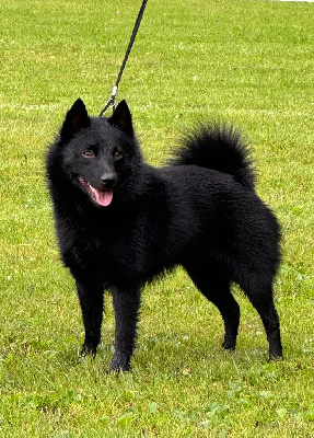 Étalon Schipperke - Usko dit unik des sauvas