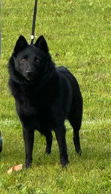 Étalon Schipperke - Rozennig dugez du bihan