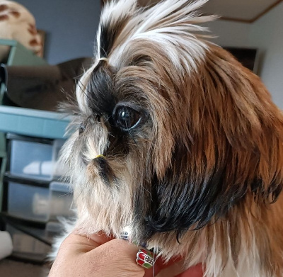 Étalon Shih Tzu - daisy long village Lorenne