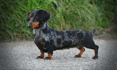 Étalon Teckel poil ras - Dancing queen clever brave