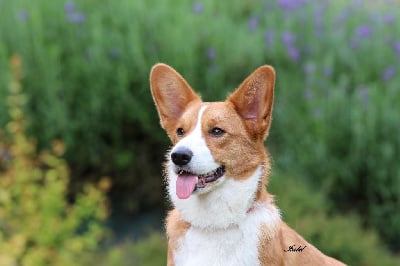 Étalon Welsh Corgi Cardigan - Ulotte la rigolote De La Bergerie Des Bons Soins