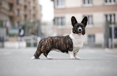 Étalon Welsh Corgi Cardigan - CH. Sr sir sherlock De La Bergerie Des Bons Soins
